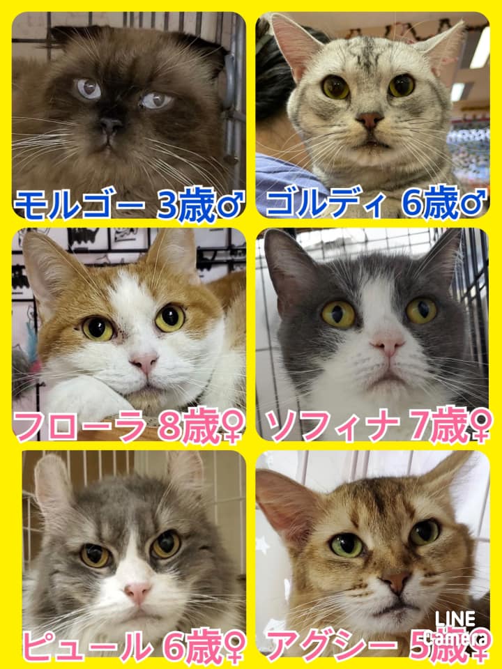 🐾今日の里親様募集中ニャンコ🐱メンバーです🐾2021,11,10